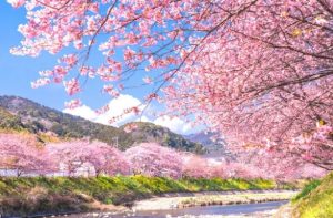 sakura-300x197 足ツボ倶楽部　第56回インスタライブのお知らせ　　2026年4月26日（日）17:00～　　4月のテーマは「春の自律神経ケア」と「養生アドバイス」！